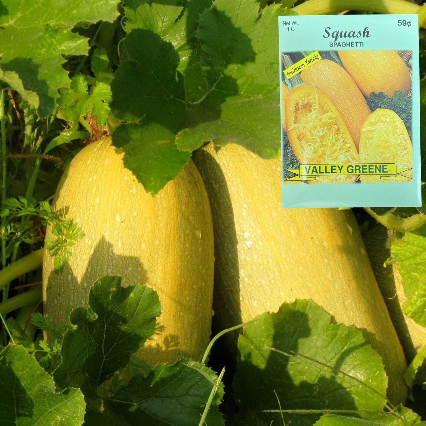 Valley Greene 1G Squash Spaghetti Seeds
